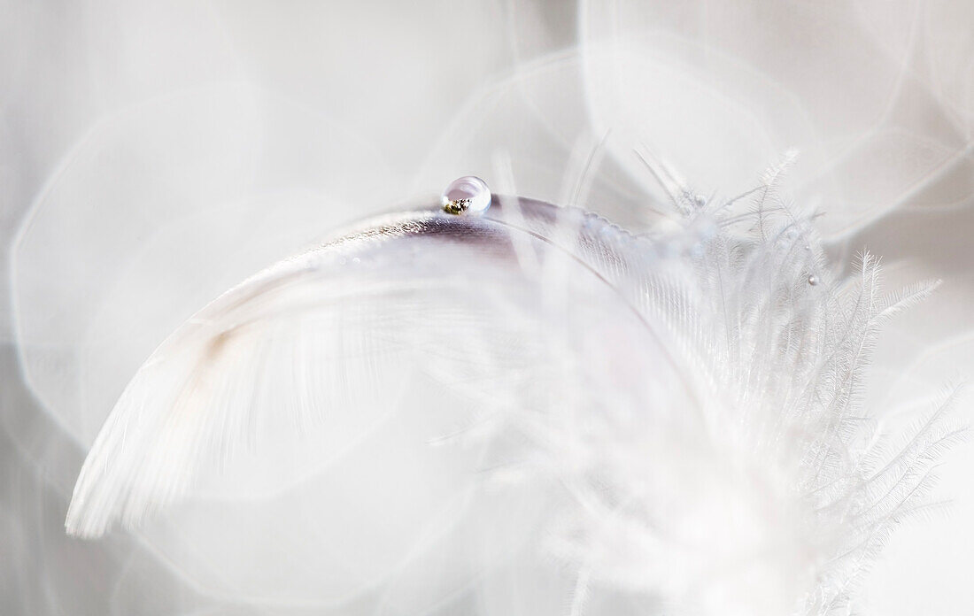 Close Up Of A Feather