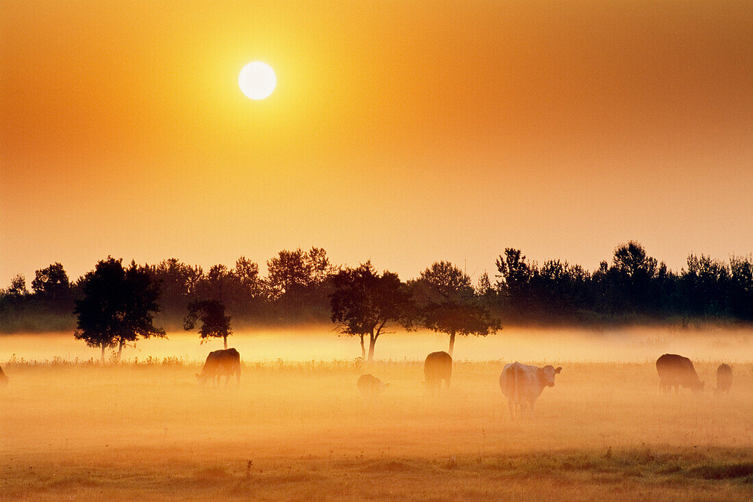 Cattle In Fog, Millet, Alberta, Canada