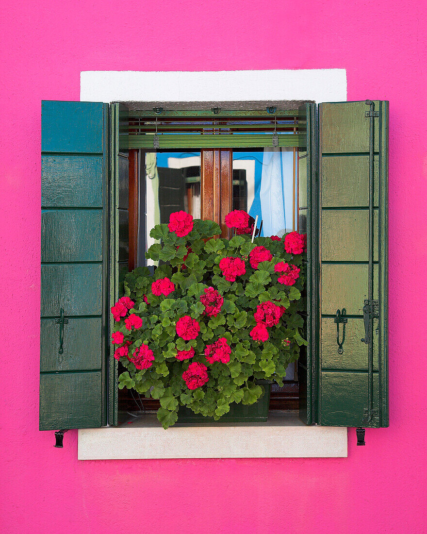 Pink Wall And Green Shutters, Burano, Italy