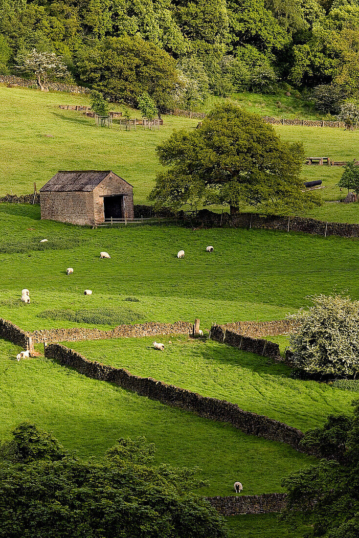 Barn In Field, Derbyshire, England