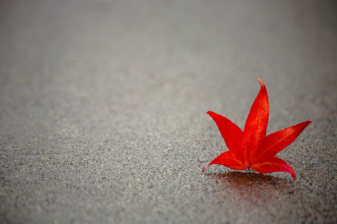 Red Leaf On Concrete