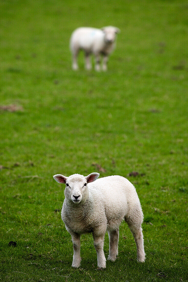 Lambs In A Field