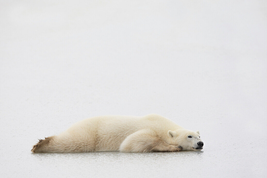 Polar Bear Laying Down