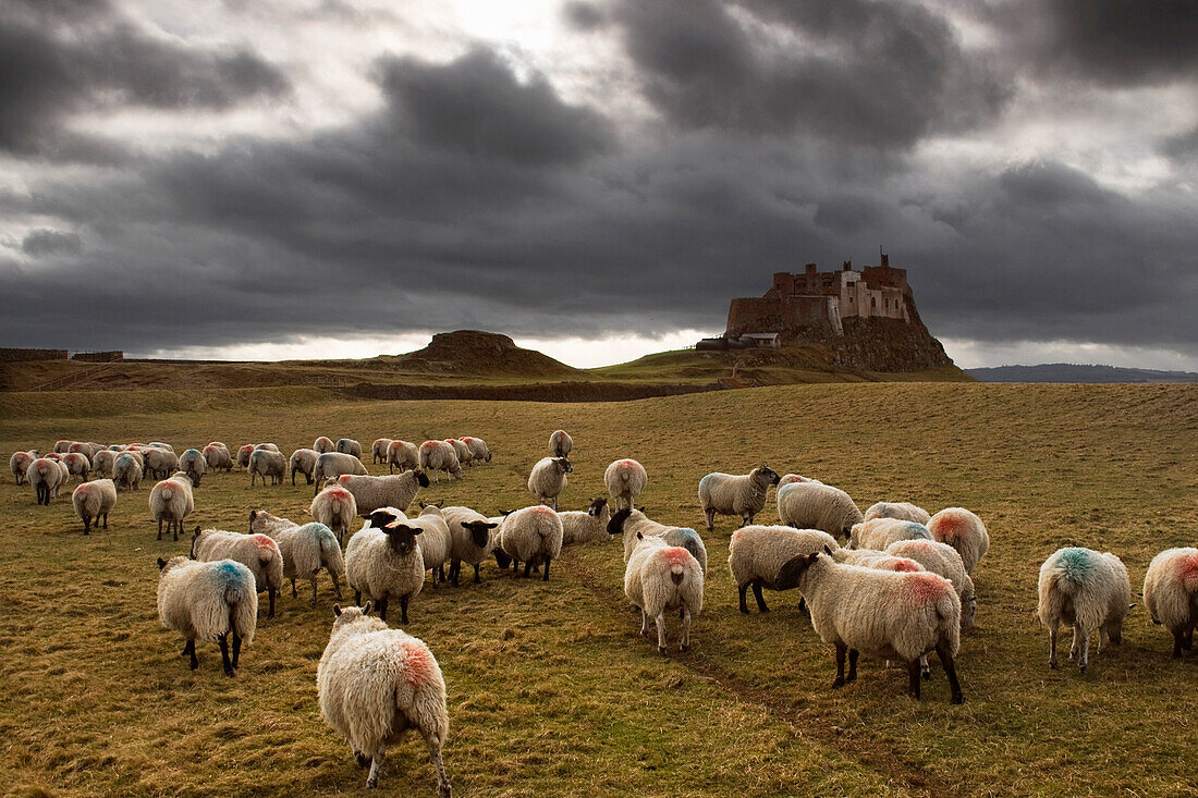 Sheep Grazing By Lindisfarne Castle, Holy Island, Berwick-Upon-Tweed, Northumberland, England, Eu