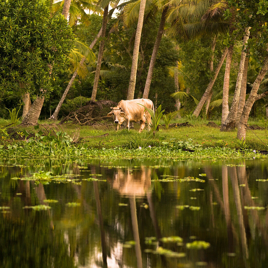Animal Reflection, Kerala, India