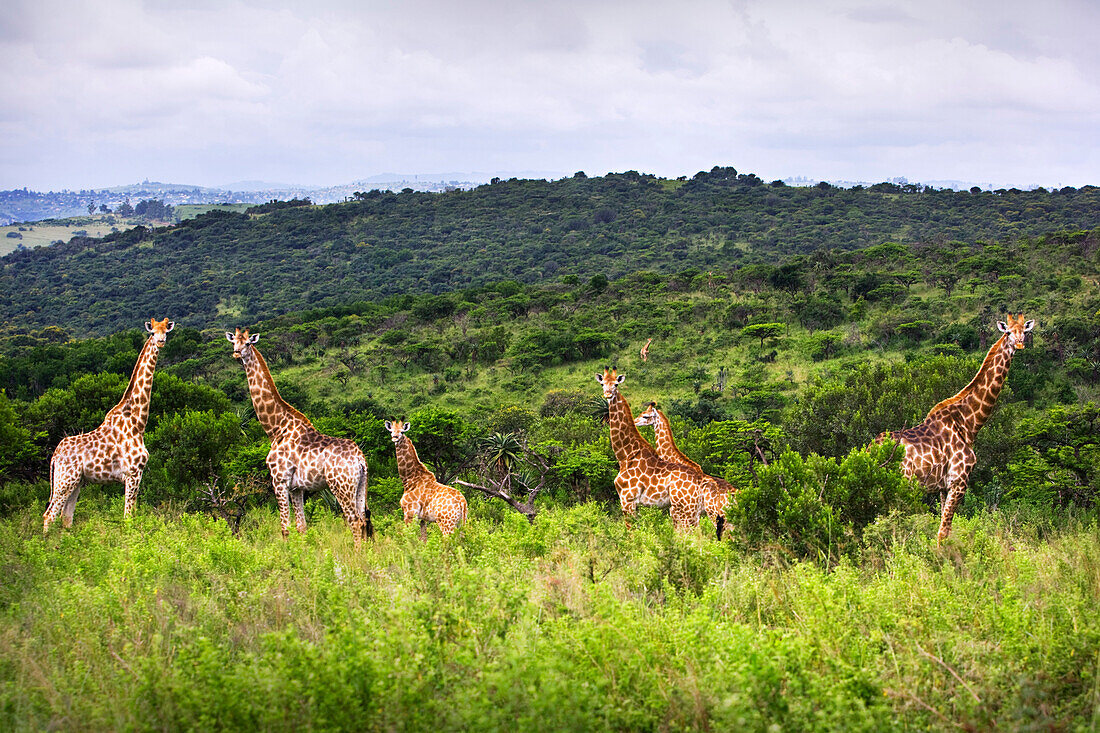 Giraffes (Giraffa Camelopardalis) In South Africa