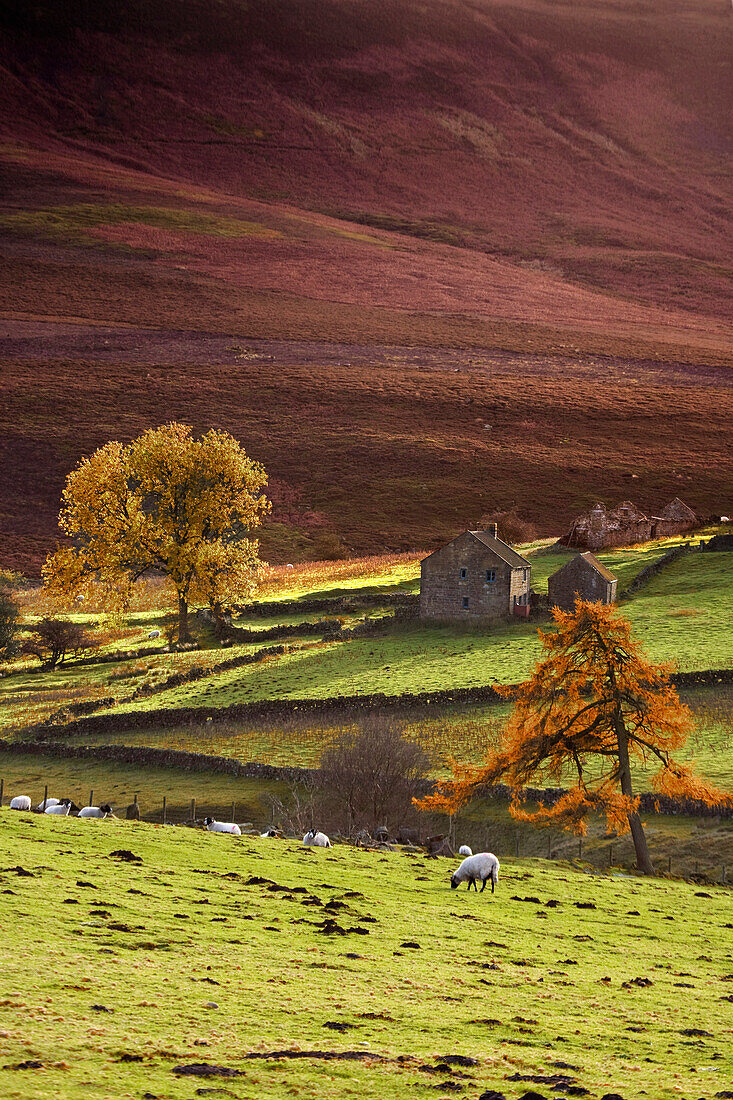 Sheep On A Hill, North Yorkshire, England