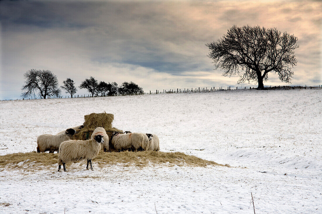 Sheep In Field Of Snow, Northumberland, England