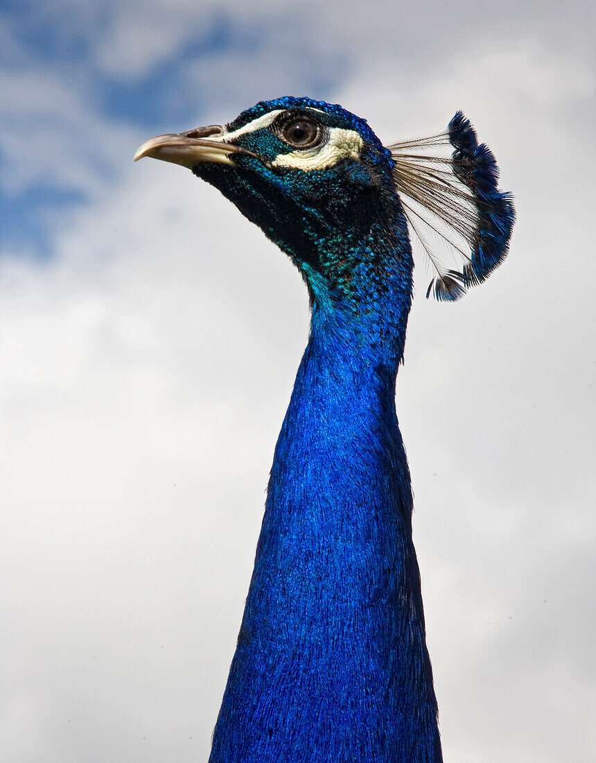 Peacock's Head