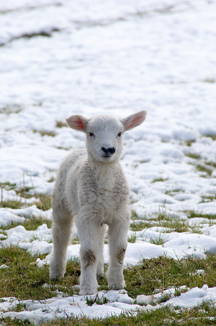 Lamb In Snow