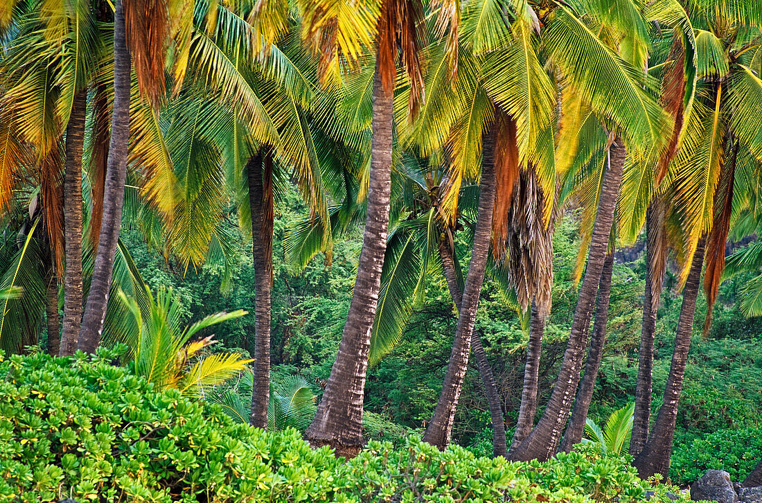 Palm Trees