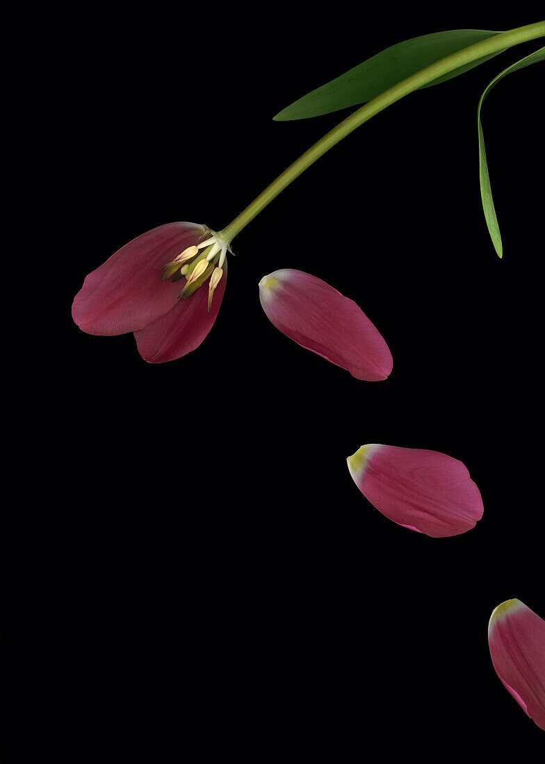 Tulip Petals