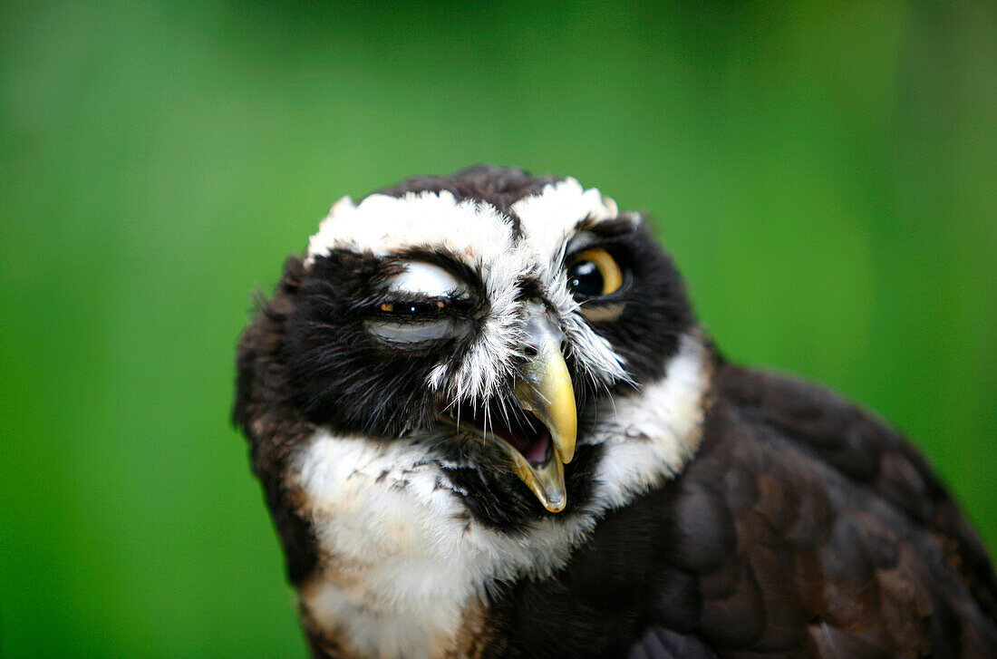 Spectacled Owl (Pulsatrix Perspicillata)
