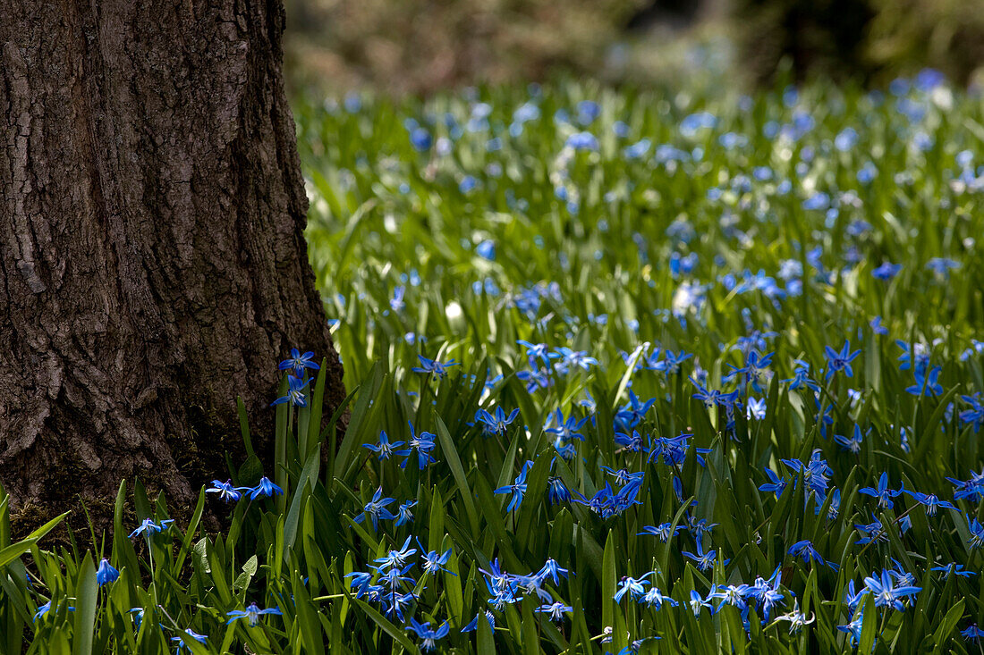 Wildflowers By Tree Trunk