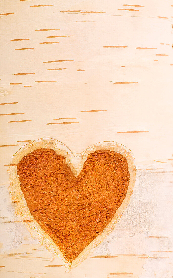 Heart Shape Carved In Bark Of Tree