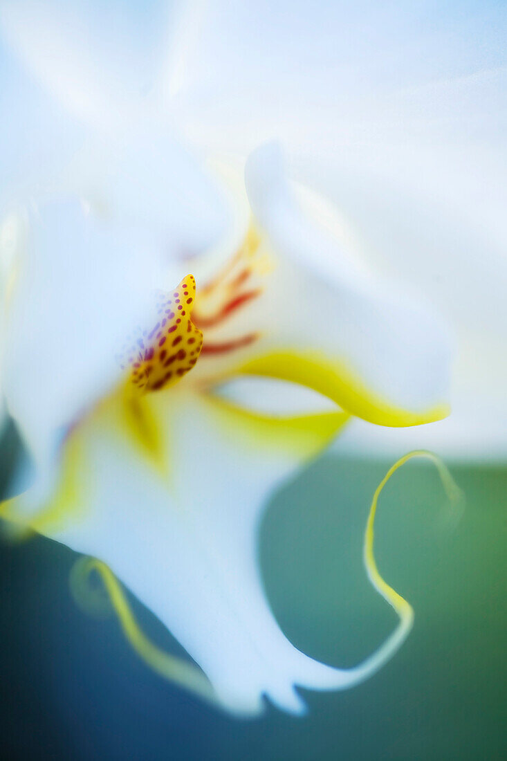 Orchid, Close-Up