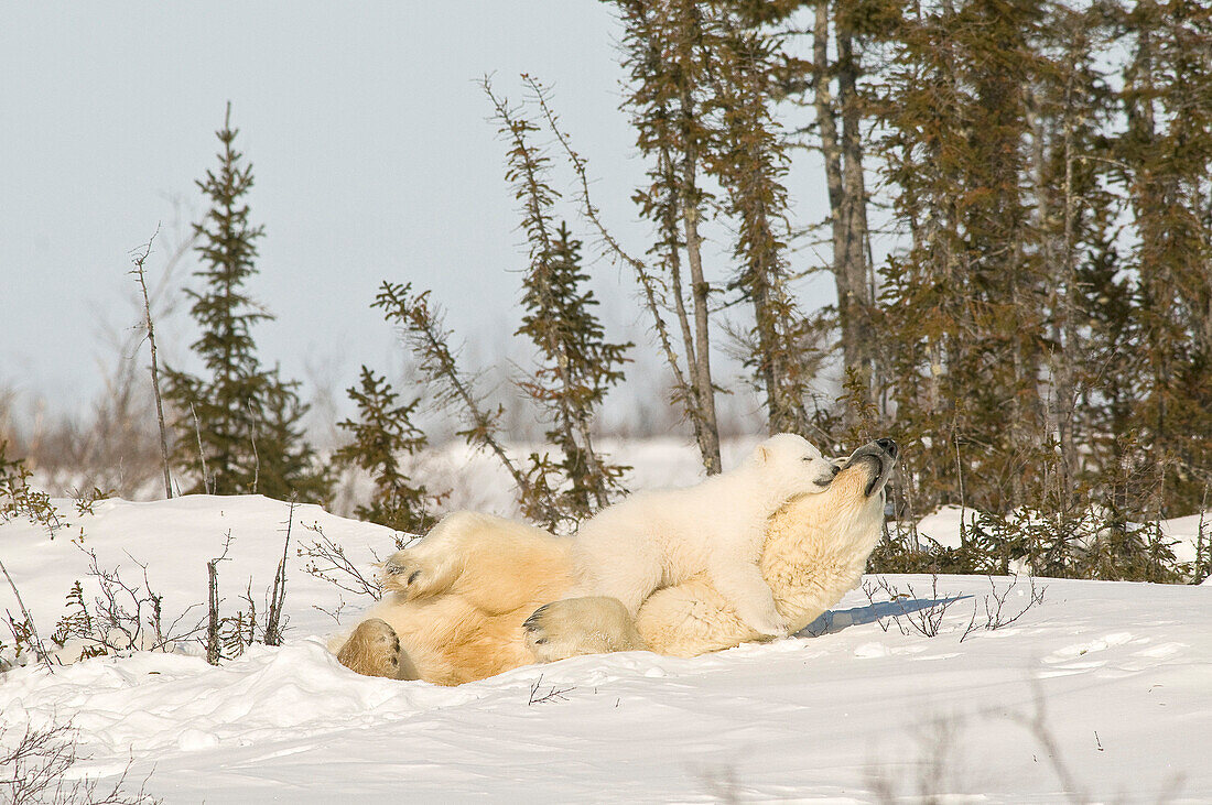 Polar Bear With Cub In Snow