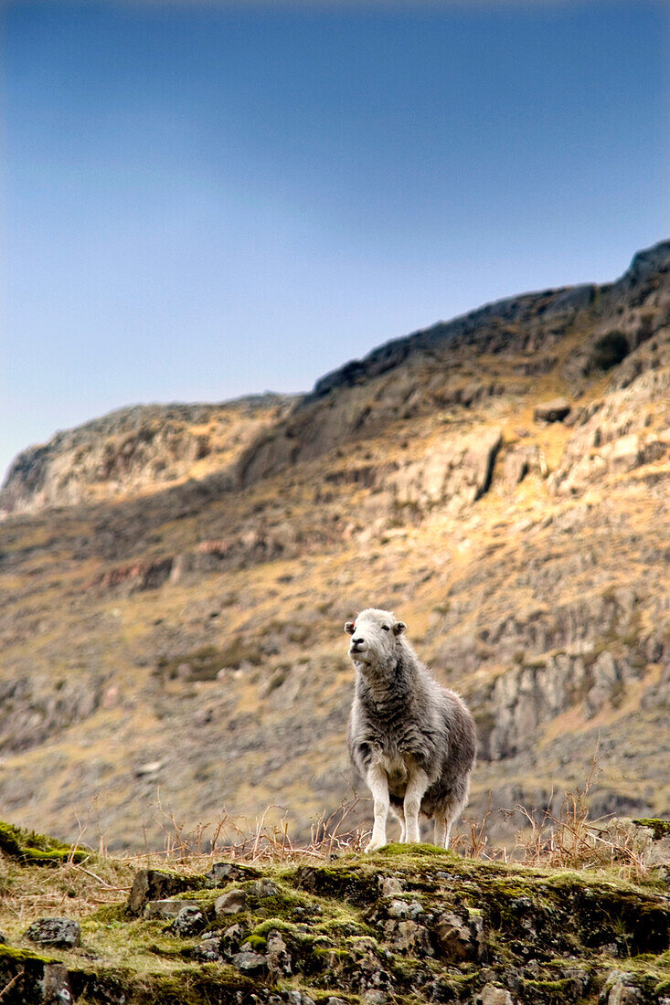 Herdwick Sheep On Cliff, Lake District, England, Europe