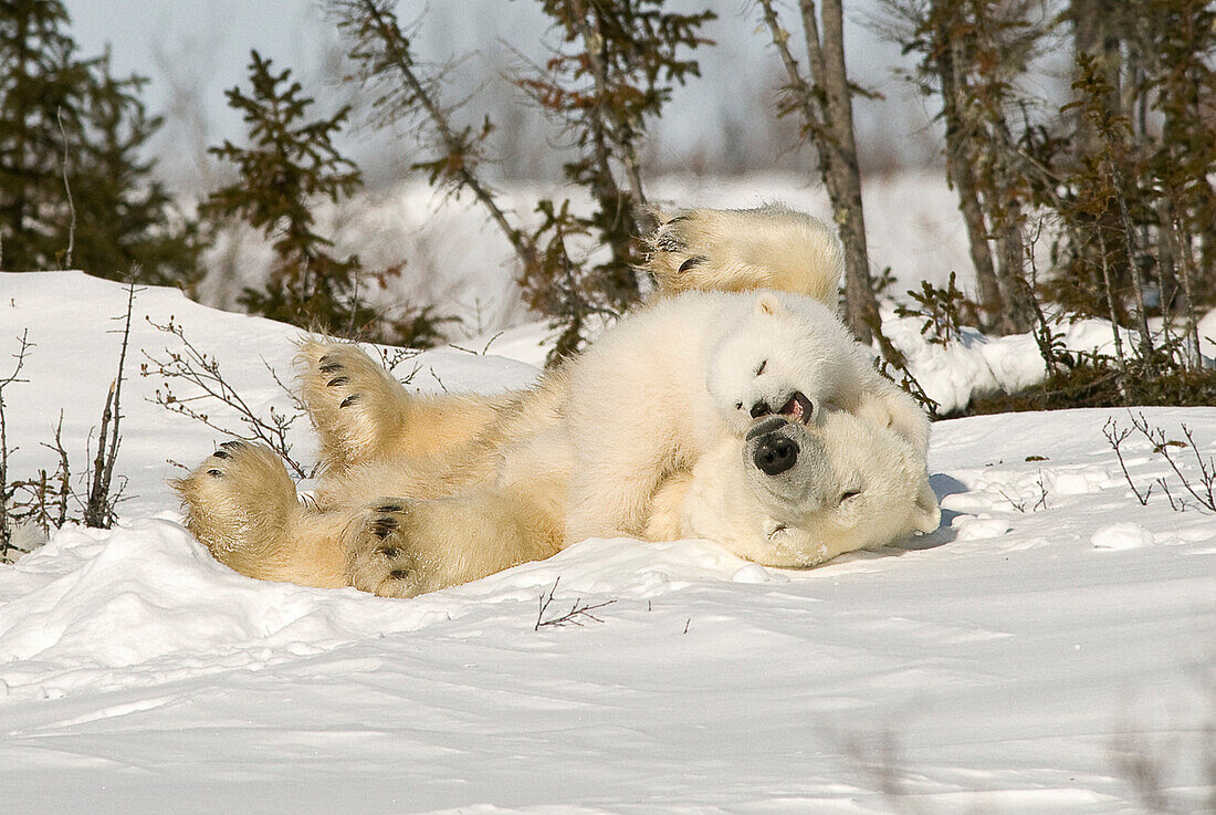Polar Bear Rolling With Cub In Snow, Watchee, Churchill, Canada
