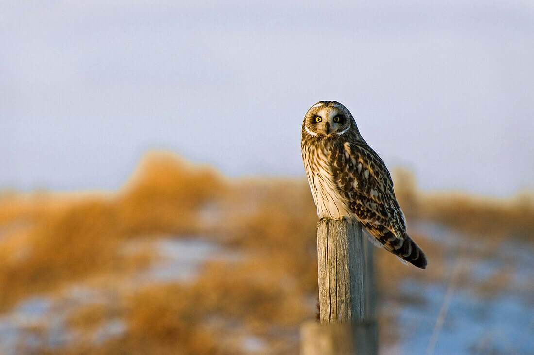 Short-Eared Owl, Alberta, Canada