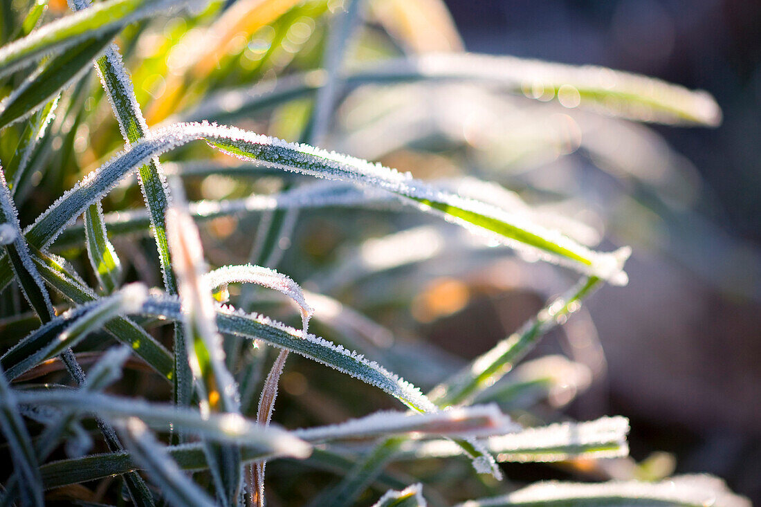 Morning Frost On Grass
