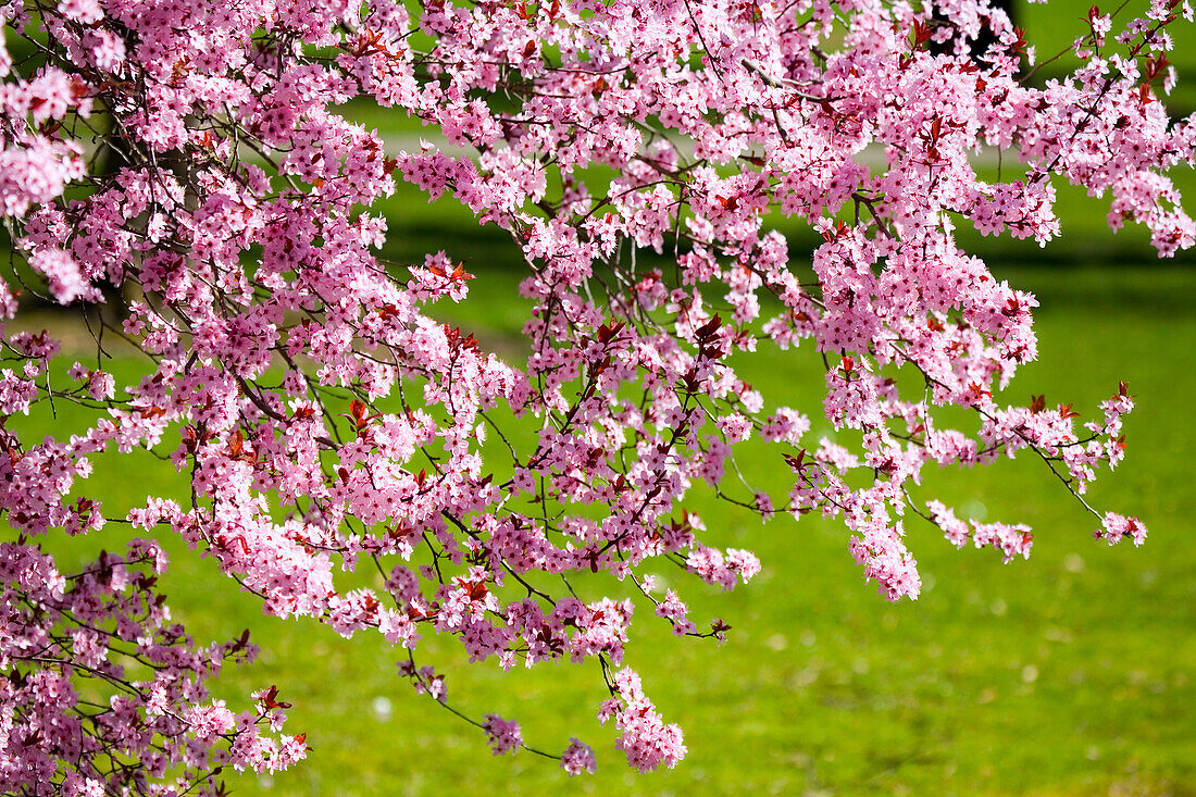 Spring Blossoms