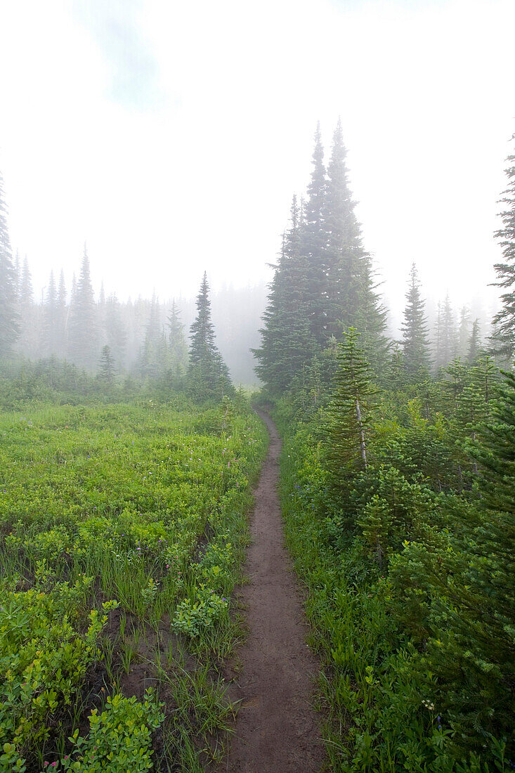Trail In Morning Fog, Mount Rainier National Park, Washington, Usa