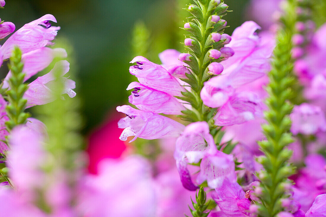 Pink Flowers