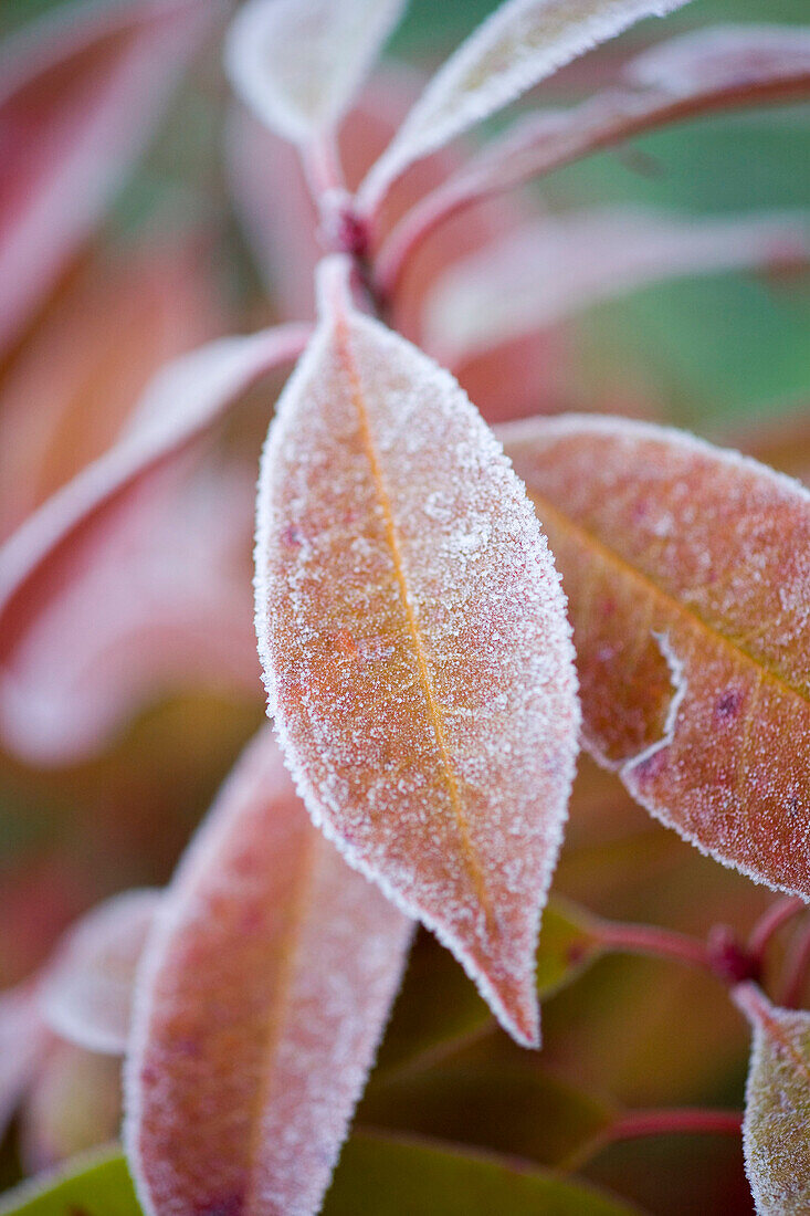 Frost Covered Leaves