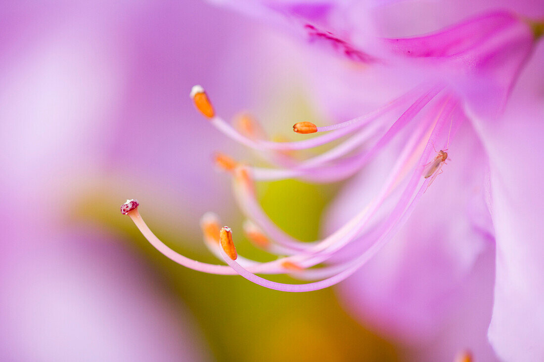 Closeup Of A Flower