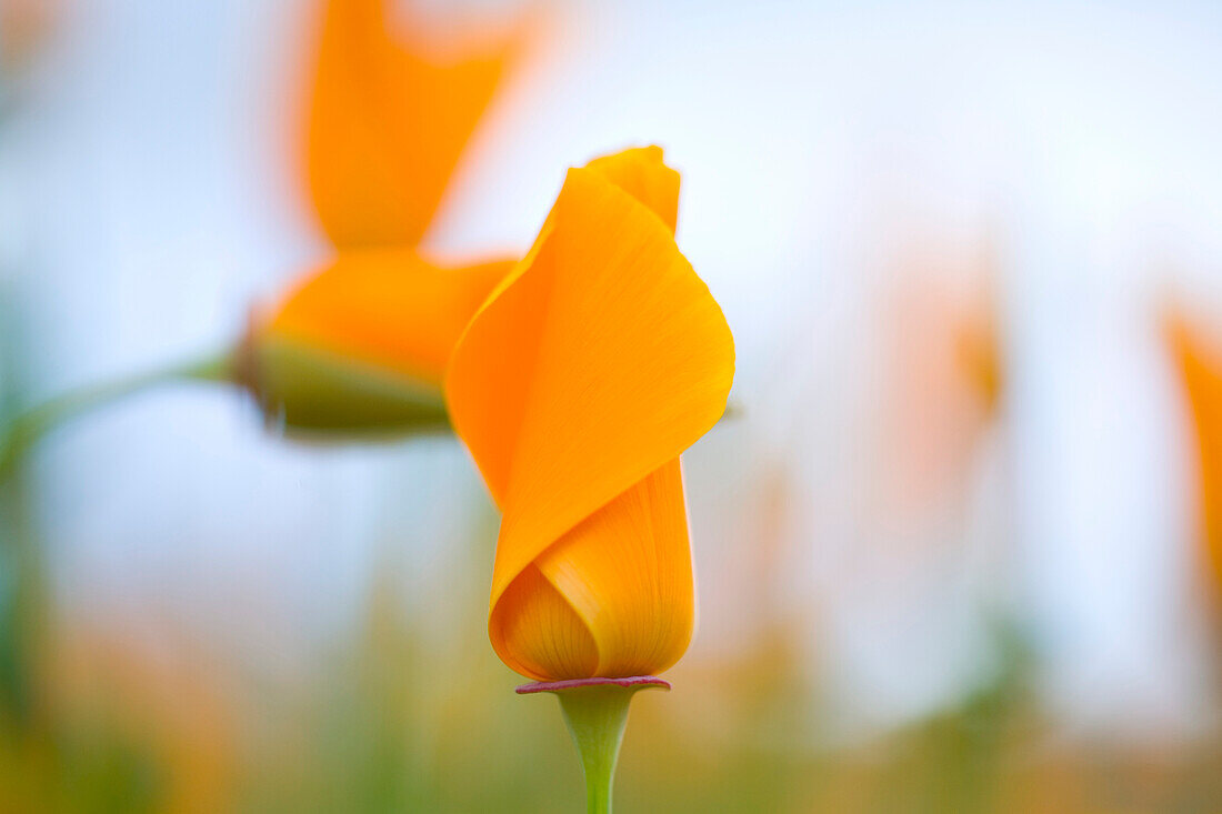 Furled Poppies