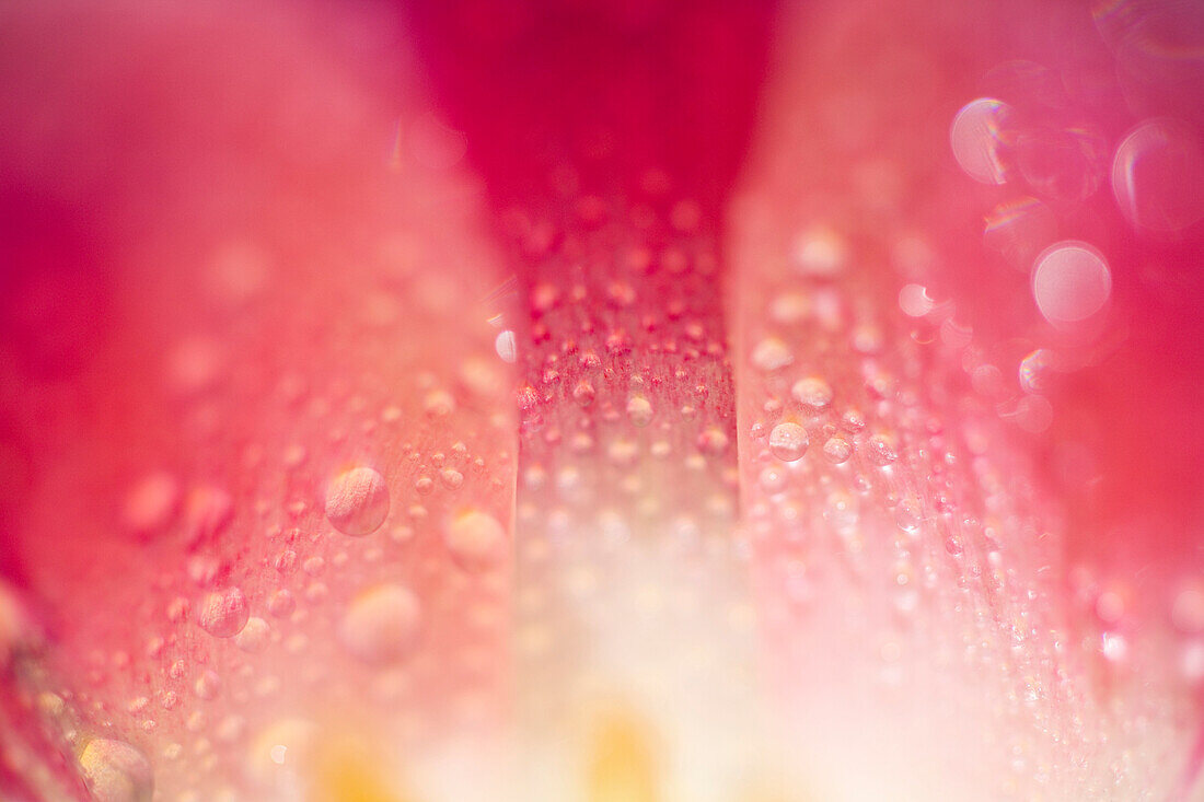 Close Up Of Dew On Tulip Petal