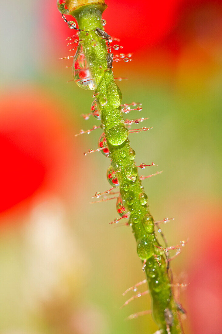 Dew Drops On Flower Stem