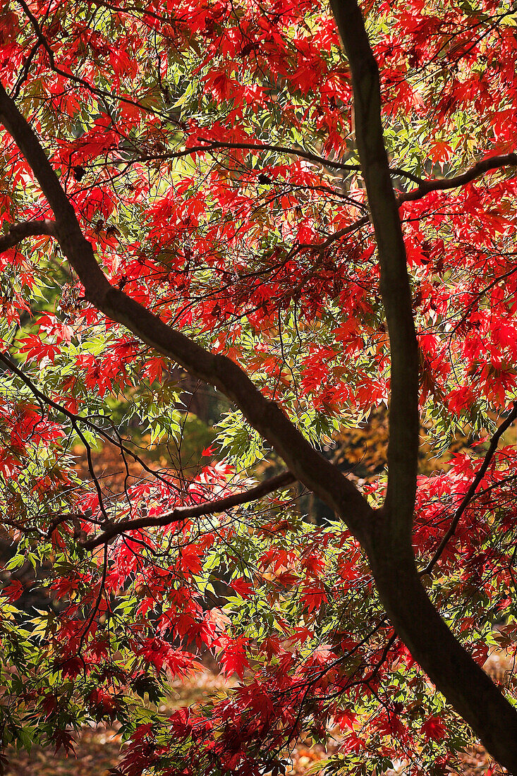 Red Acer Tree