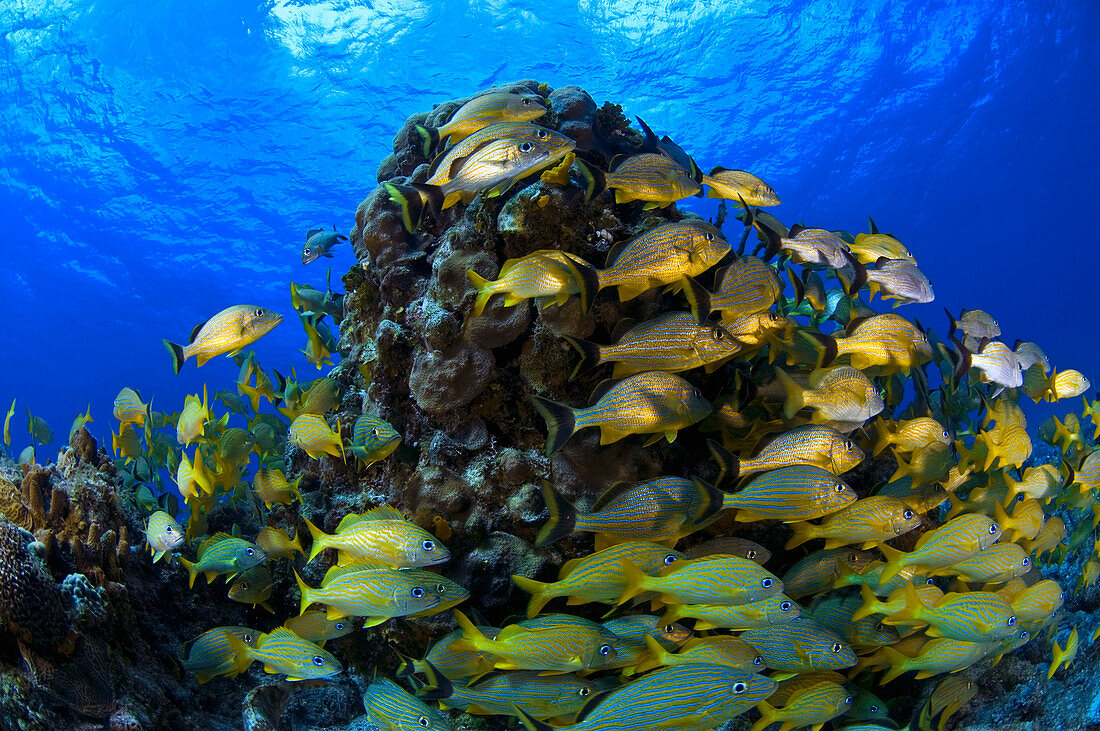 Schooling Bluestriped Grunt (Haemulidae Sciurus) Fish On Coral Reef, Cozumel, Mexico
