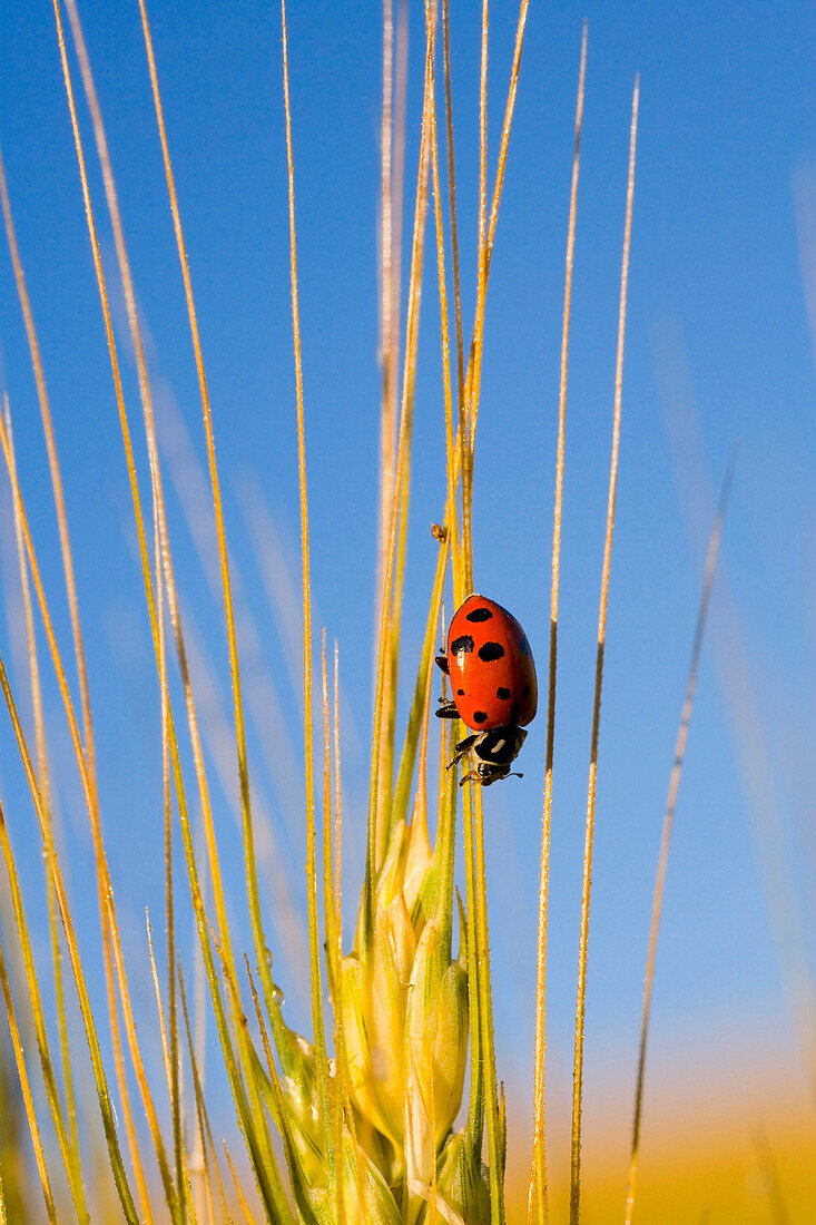 Lady Bug On A Plant