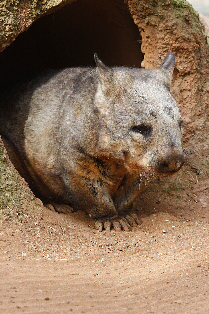 Wombat At Burrow, (Vombatus Ursinus Hirsutus), Australia