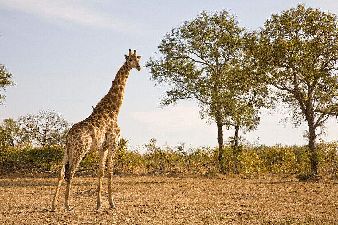 Giraffe (Giraffa Camelopardalis), Arathusa Safari Lodge, Sabi Sand Reserve, Mpumalanga, South Africa