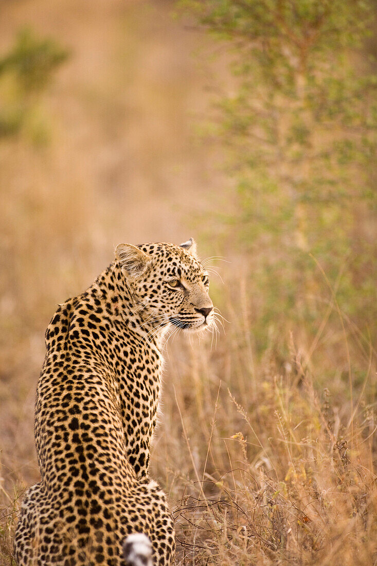 Leopard (Panthera Pardus), Arathusa Safari Lodge, Sabi Sand Reserve, Mpumalanga, South Africa