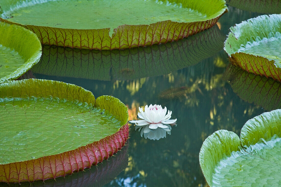 Pond With Giant Victoria Amazonica Water Lilies