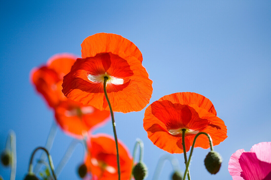 Shirley Poppies