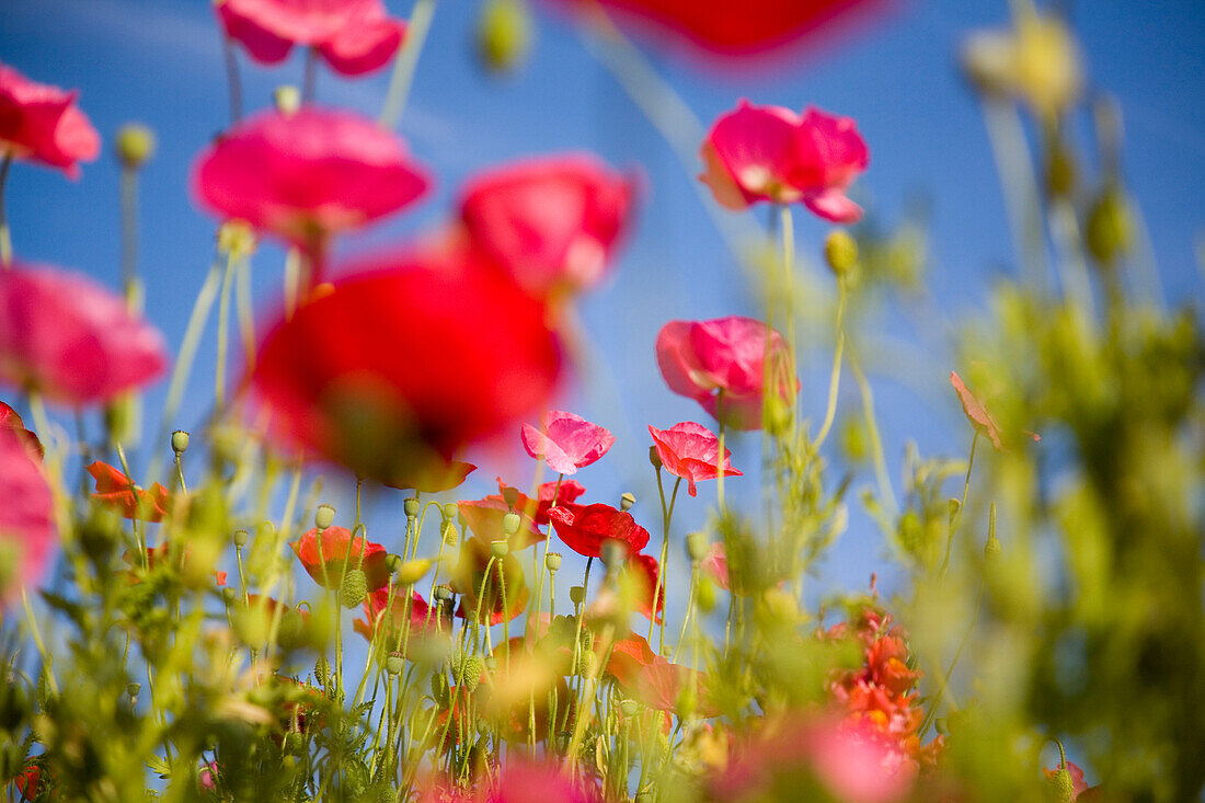 Shirley Poppies