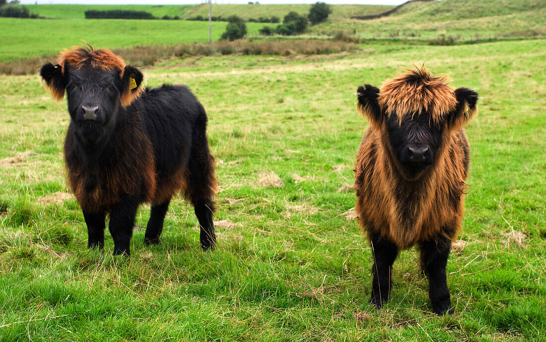 Highland Calves