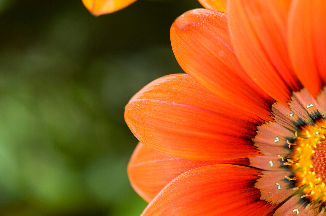 Orange Flower