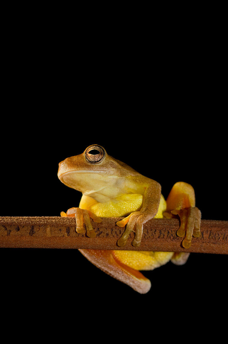 Swamp Frog (Limnonectes Leytensis)