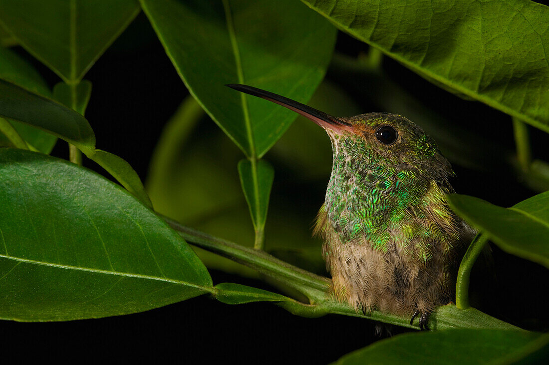 Hummingbird Resting In A Tree