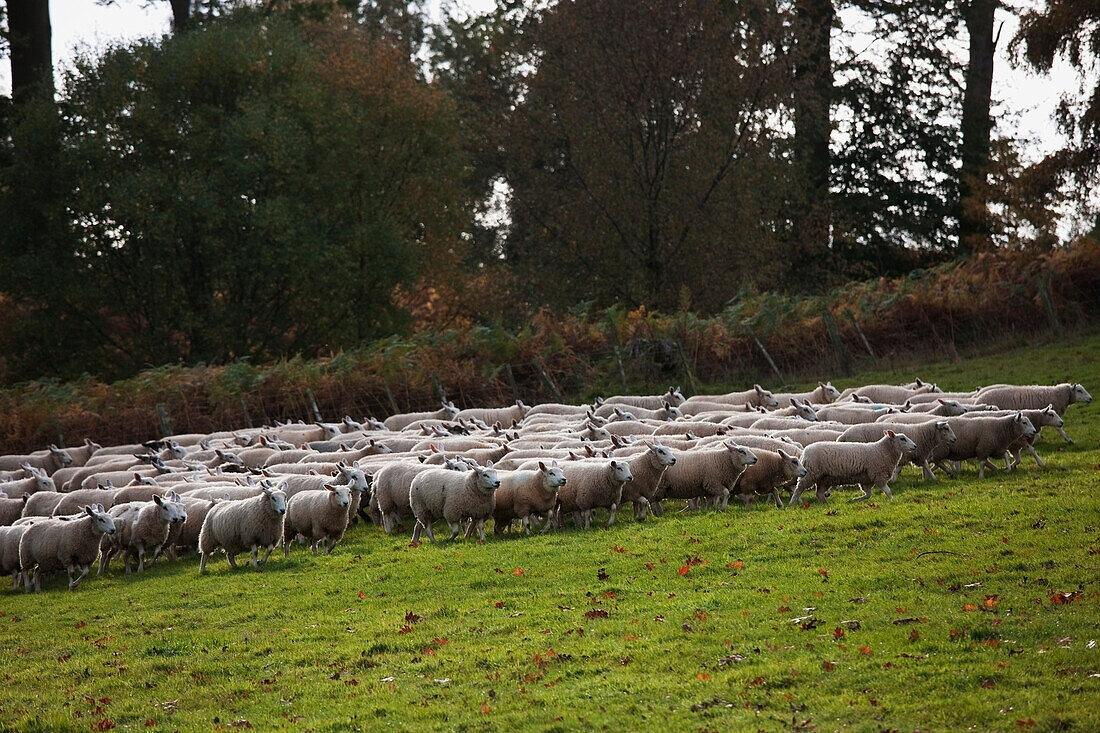 Large Flock Of Sheep In Field, Northumberland, England