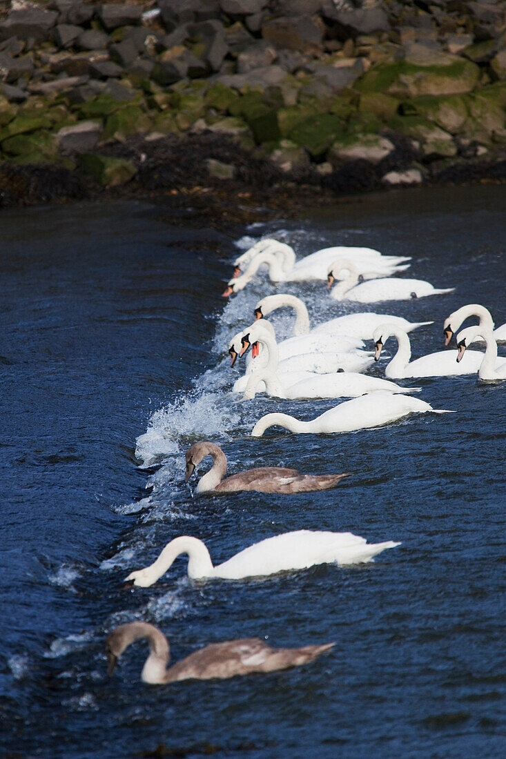 Swans In Water, Northumberland, England