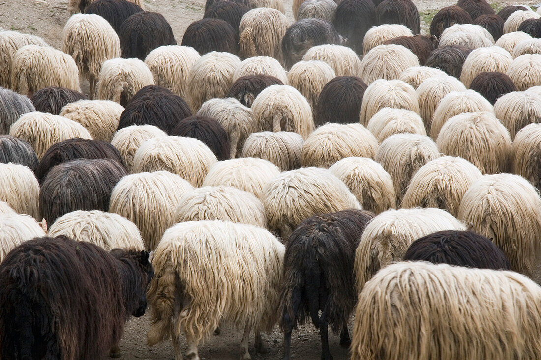 'Corte, Corsica, France; A Flock Of Sheep'