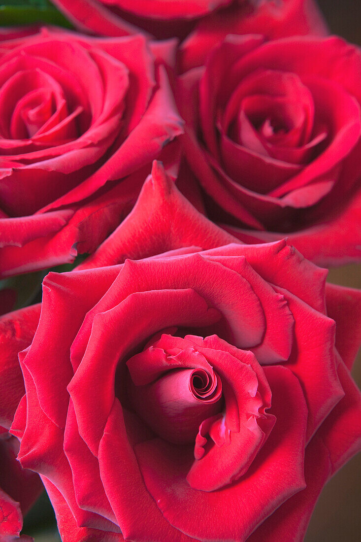 'Red Roses; Quebec, Canada'